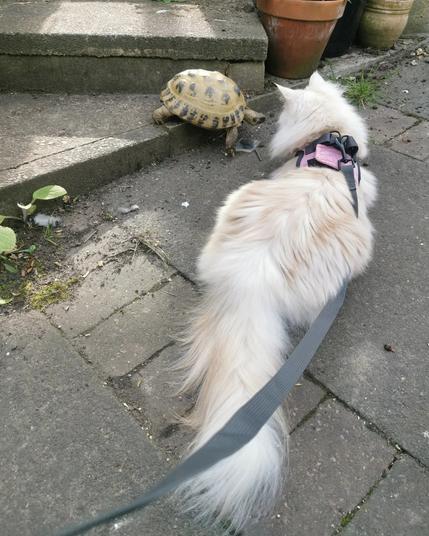 A white fluffy cat with a pink harness and lead is walking along beside a tortoise. They are both very happy in each other's company and seem to enjoy plodding along together.