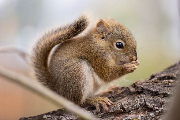 Baby squirrel in a tree