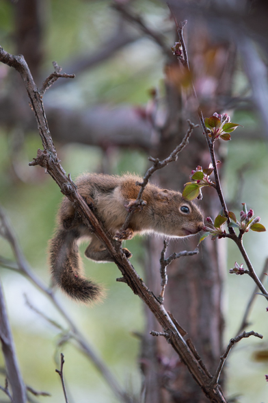 Baby squirrel in a tree reaching for a blossom