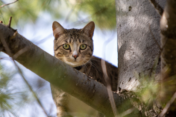 Lurking cat in a tree