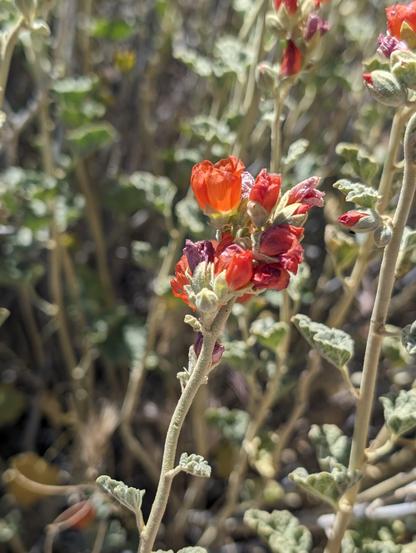 A close up of small orange flowers.