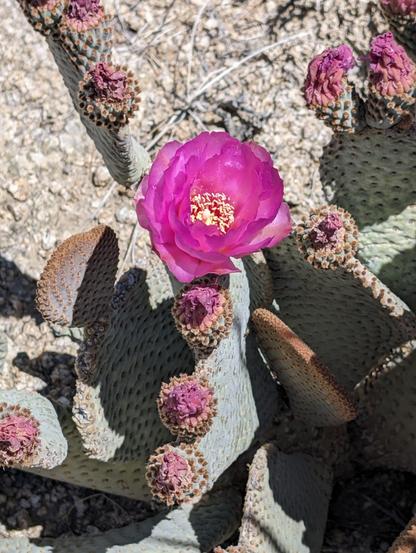 Bright pink flower on a cactus. Yellow on the inside. Many more buds are almost ready
