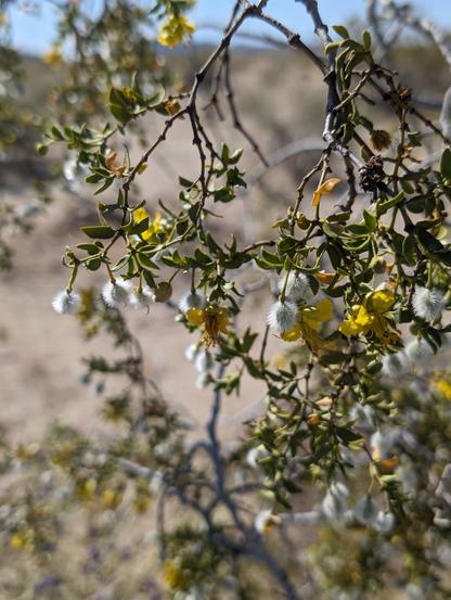 Small yellow flowers hang down on a creosote bush. Some of the flowers are already turning into small white puffs