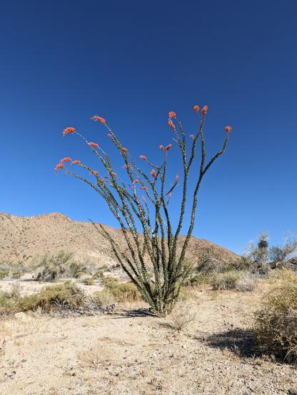 A green ocotillo is in full bloom with a cascade of red flowers at the top of each branch like red prayer flags
