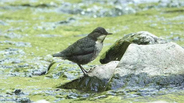 A juvenile dipper perched facing to the right on a rock in a river. It has fluffy brown and grey back, and white and grey tummy and neck. It is extremely fluffy.
