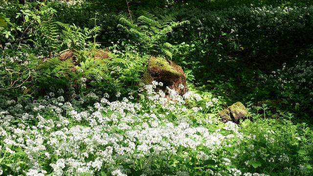 Looking across a mass of white flowered wild garlic with green stems against a backdrop of green ferny plants, bushes and trees