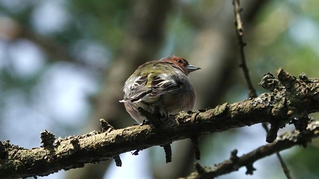 A male chaffinch with its bottom pointing at the camera, perched on a branch. It has a red head, green/yellow back, and brown and white tail.