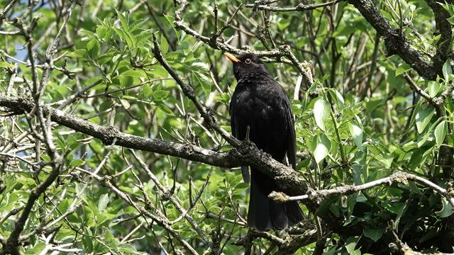 A male blackbird perched on a branch among a tree full of green leaves. It is facing up to the left, with a yellow beak and very fluffy black body and tail.