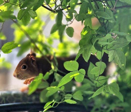 Eichhörnchen auf Balkongeländer, rundum Pflanzen.