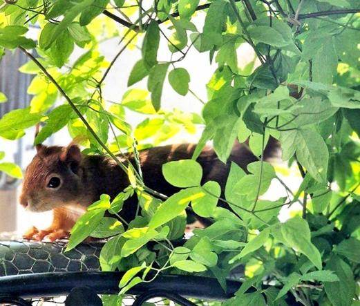 Eichhörnchen auf Balkongeländer, rundum Pflanzen.