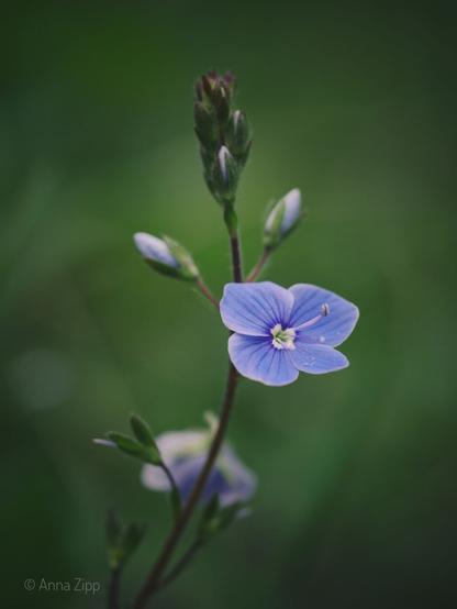 Close-up of a speedwell