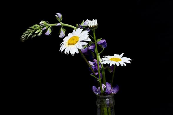 Still Life Oxeye Daisy and Lupine