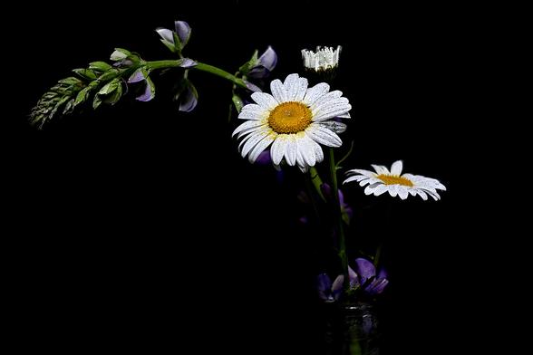 Still Life Oxeye Daisy and Lupine