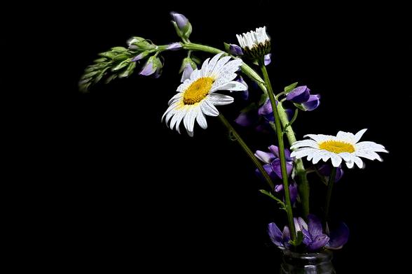 Still Life Oxeye Daisy and Lupine