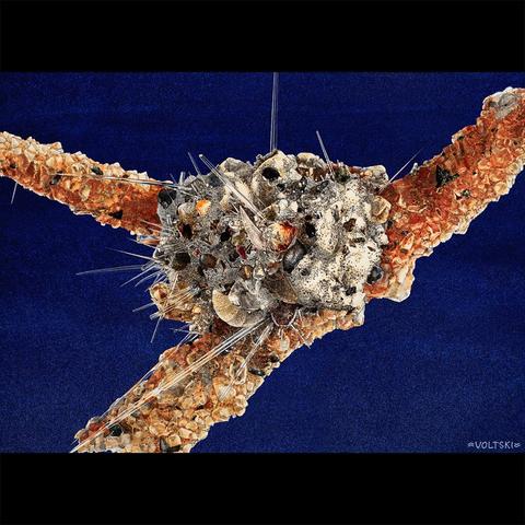 Spiky rubble pile - 𝑪𝒓𝒊𝒕𝒉𝒊𝒐𝒏𝒊𝒏𝒂 cf. 𝒉𝒊𝒔𝒑𝒊𝒅𝒂 attached to 𝑹𝒉𝒂𝒃𝒅𝒂𝒎𝒎𝒊𝒏𝒂 
 on paper/digital, 2023. Iceland-Faroe
 Ridge, 440m