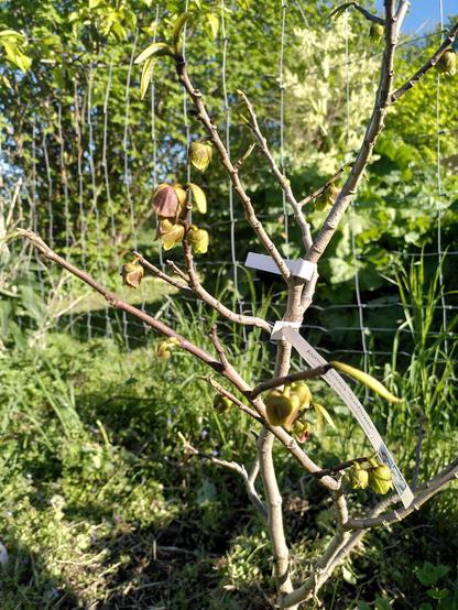 Pawpaw-træ på ca 1 en meter blomstrer