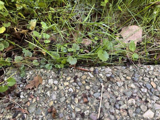 Photo of a year one garlic mustard plant creeping along the ground. It is a vining plant with long green stem sections and rounded scalloped leaves.