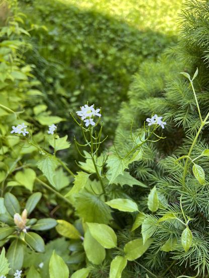 Photo of year two garlic mustard, which grows up tall and then flowers. The leaves sharpen into points and spikes and the flowers can be identified by their four white petals in a cross shape.
