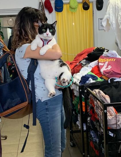 Jupiter (they/them) a 20lb tuxedo cat is held by a long-haired brunette in jeans and a blue shirt, in a store with bins of clothes.  They are in a harness and looking right at the camera