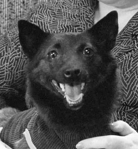Una perrita de color negro, en brazos de una mujer.