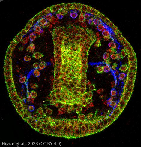 fluorescence microscopy image of a sea urchin larva
