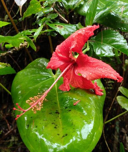 Red hibiscus flower, wet in the rain