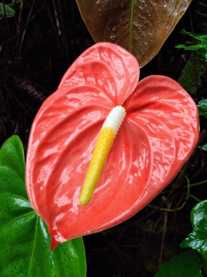 Light red/orange anthurium