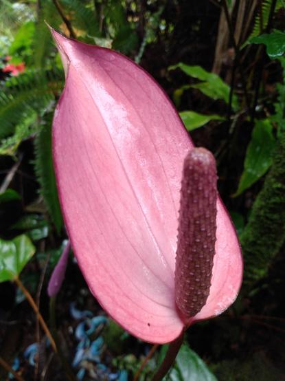 Purple "tulip style" anthurium