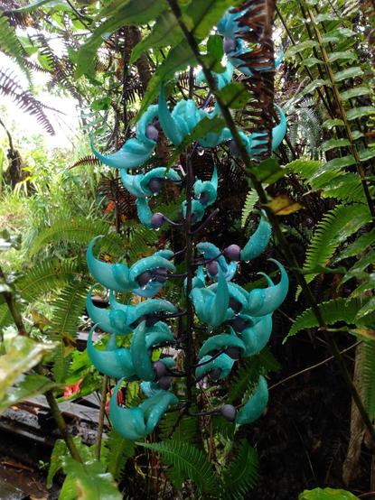 Green jade vine blossoms