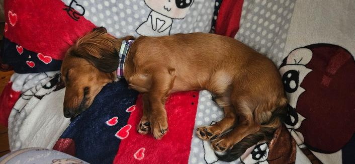 Shaded red mini dachshund asleep on a couch ontop of a blanket with little chibi bride and grooms on it, the mini dachshund is wearing a bright pastel multicolored bow tie