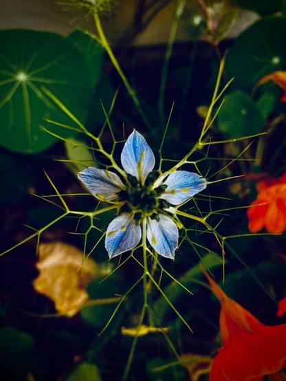 Small blue flower with nasturtiums in background - dark lighting, so flower stem tentacles are visible