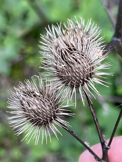A close up picture of two dried burrs, nature’s Velcro that sticks to everything!

#velcro #nature