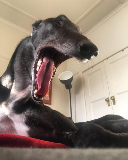 A greyhound opens his mouth wide in a yawn