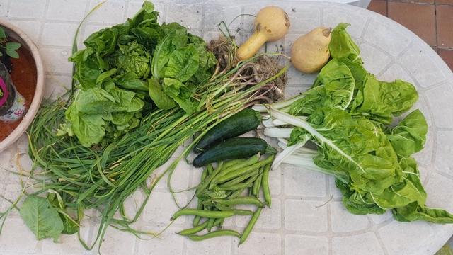 Contenido de la cesta de la semana. A la izquierda tres lechugas y un manojo grande de ajetes. En el centro dos calabazas pequeñas, dos calabacines verdes, y un manojo de habas. Y a la derecha unas acelgas.