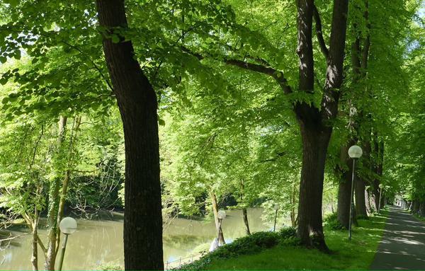 Nice shady walk along the Hase (river)