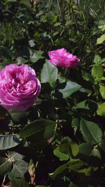 Rosa blühende Rose