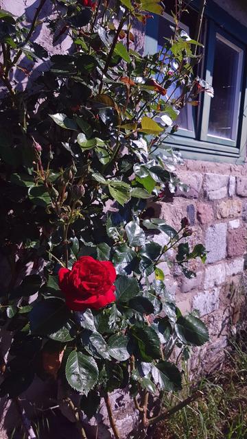 Rot blühende Rose an einer Steinhütte