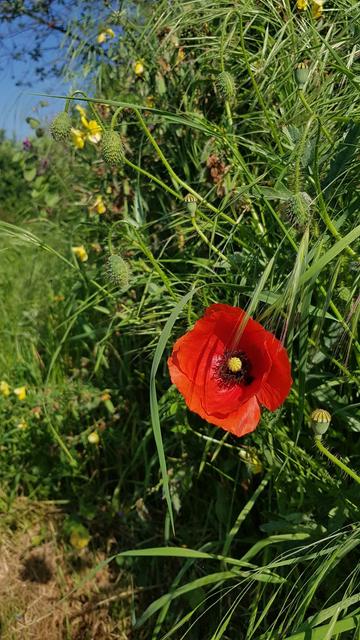 Blühender Klatschmohn