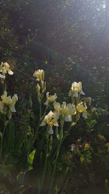 Seltene gelbe Iris <3