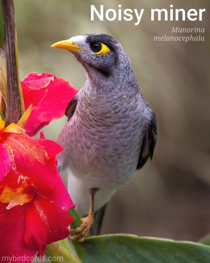 Noisy miner (Manorina melanocephala). Adult. Australia. Conservation status: Least Concern. CC: VRNL 📷: Photo by Pexels via Pixabay 2016

State distribution:
New South Wales, Queensland, South Australia, Tasmana, Victoria

The photo shows a medium-sized Australian bird of the honeyeater family with a mostly grey body and a black cap. It has a bright yellow patch behind the eye, a yellow-orange beak and feet, and pale tips to its tail feathers.