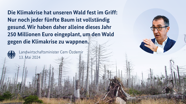 Das Bild zeigt eine Reihe kranker Bäume im Harz im Jahr 2023. Darüber folgendes Zitat von Landwirtschaftsminister Cem Özdemir vom 13. Mai 2024: "Die Klimakrise hat unseren Wald fest im Griff: Nur noch jeder fünfte Baum ist vollständig gesund. Wir haben daher alleine dieses Jahr 250 Millionen Euro eingeplant, um den Wald gegen die Klimakrise zu wappnen."