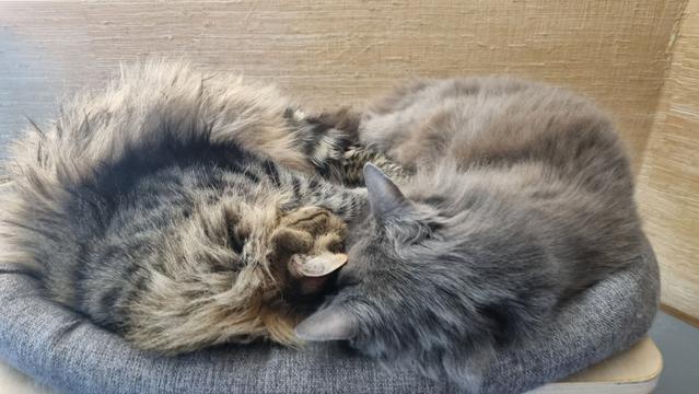 Two cats, one grey one yellow tabby, both very fluffy, are sleeping against each other, in kind of a heart shape.