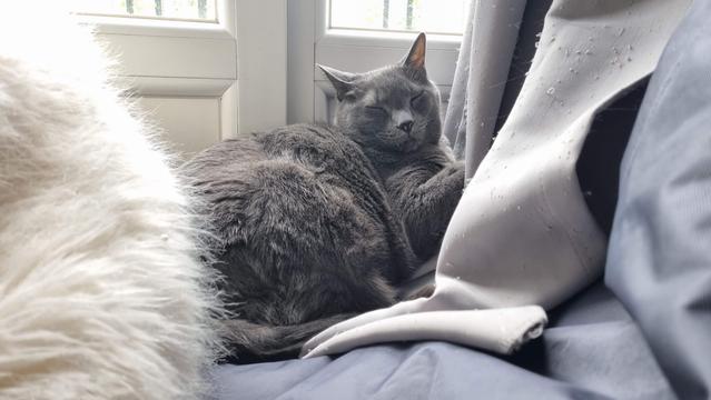 A big grey shorthair cat is sleeping between fluffy furniture and curtains.