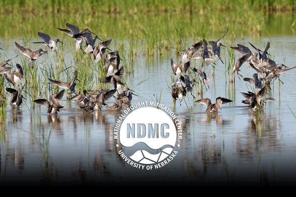 Waterfowl in flooded rice fields in Chambers County, Texas, in 2010. NRCS photo by Beverly Moseley.  USDA NRCS Texas , public domain, via Wikimedia Commons