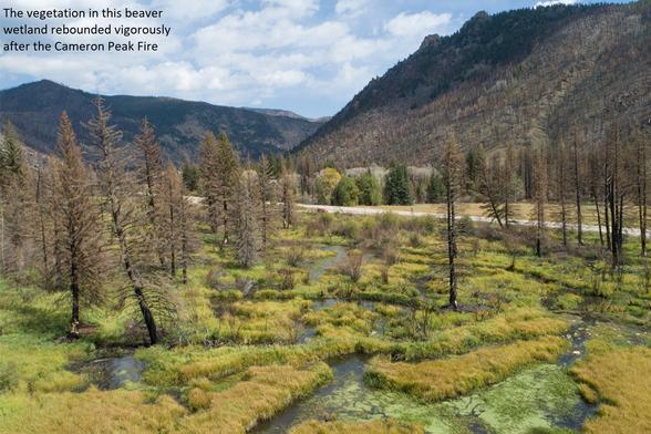 photo - beaver wetland with vegetation, after Cameron Peak Fire, Cache La Poudre River Valley, Colorado