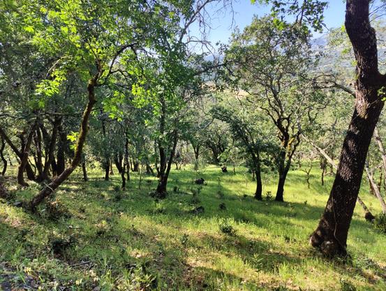 Green ground in the shadows of trees