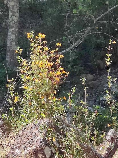 Some wildflowers