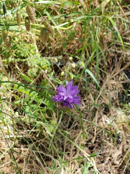 Purple flower