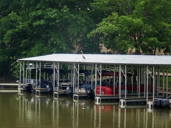 Heron perched atop a metal roof over a boat dock in a river bay
