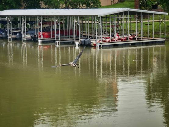 Heron, wings spread, flying over greenish gray water on a cloudy day. Covered boat dock and leafy green shore in background.